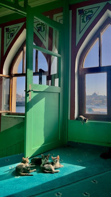 How to Create a Cozy Pet-Friendly Corner in Your Home